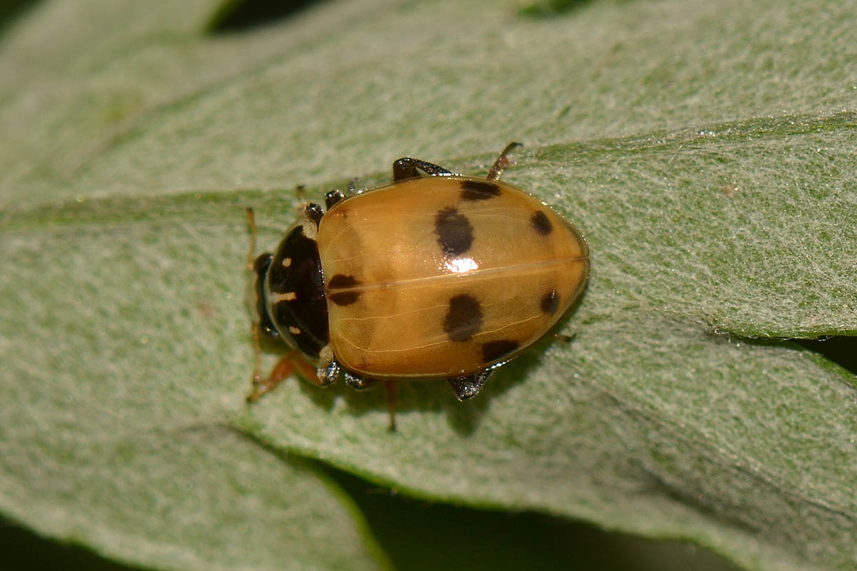 Metamorfosi di Hippodamia variegata, Coccinellidae